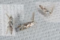 Phyllonorycter geniculella