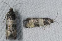 Piniphila bifasciana