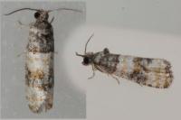 Piniphila bifasciana