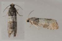 Piniphila bifasciana