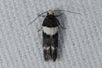 Recurvaria leucatella