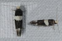 Recurvaria leucatella