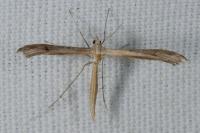 Stenoptilia
