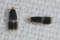 Stigmella