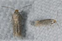 Trifurcula immundella