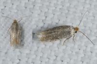 Trifurcula immundella