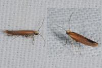 Zelleria hepariella