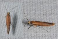 Zelleria hepariella