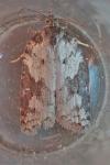 Acleris sparsana