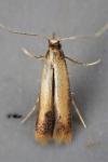 Coptotriche marginea