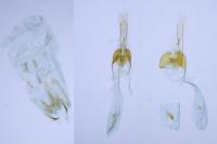 Coleophora limosipennella
