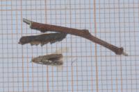 Coleophora limosipennella