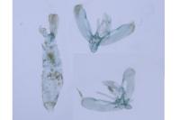 Elachista chrysodesmella