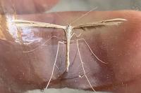 Emmelina monodactyla