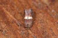 Elachista chrysodesmella