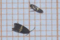 Elachista chrysodesmella
