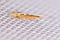 Plutella xylostella