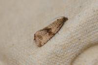 Celypha striana