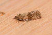 Celypha striana