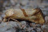 Cochylimorpha hilarana