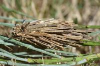 Oiketicoides febretta