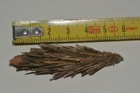Oiketicoides febretta