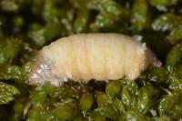 Oiketicoides febretta