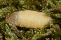 Oiketicoides febretta