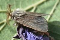 Oiketicoides febretta