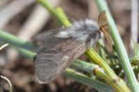 Oiketicoides febretta