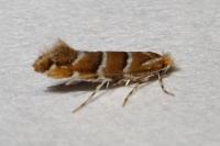 Cameraria ohridella