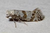Scythropia crataegella