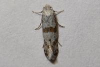 Scythropia crataegella