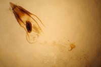 Augasma aeratella