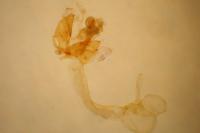 Augasma aeratella