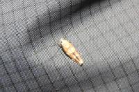 Mompha epilobiella