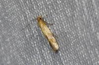 Mompha epilobiella
