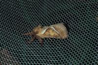 Triodia sylvina