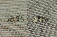 Celypha lacunana