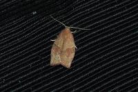 Pandemis heparana
