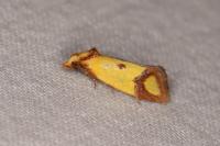 Agapeta zoegana