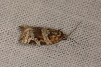 Argyrotaenia ljungiana