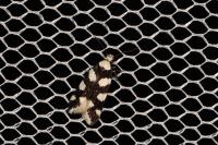 Pseudotelphusa tessella