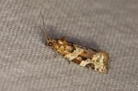 Argyrotaenia ljungiana