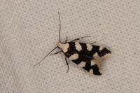 Pseudotelphusa tessella