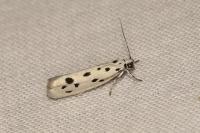 Ethmia dodecea