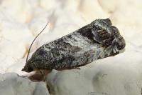 Cydia splendana