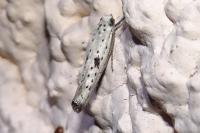 Yponomeuta plumbella