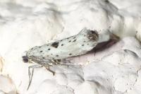 Yponomeuta plumbella