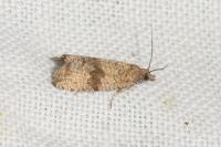 Celypha striana